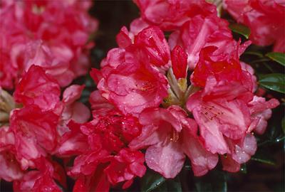 Copyright 2001 Downs' Rhododendrons