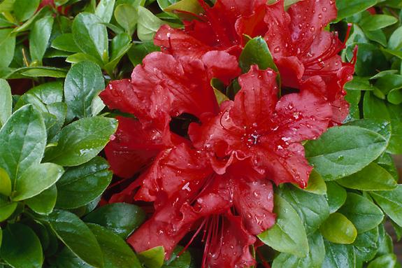Copyright 2002 Downs' Rhododendrons