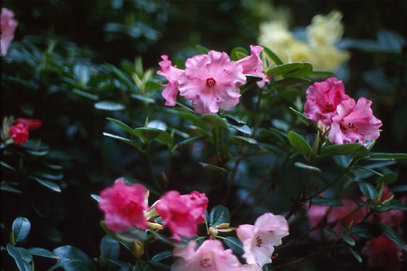 Copyright 2002 Downs' Rhododendrons