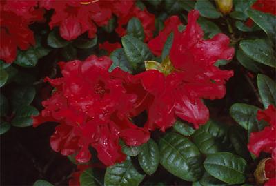 Copyright 2001 Downs' Rhododendrons